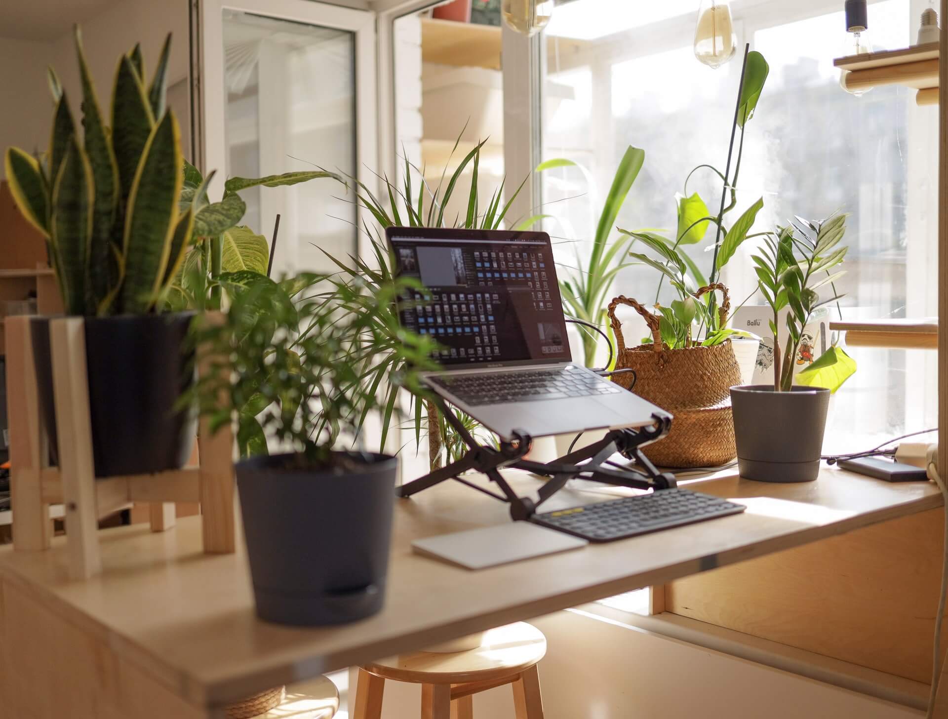 A stand up desk covered in plants sits beside a bright window