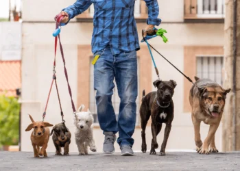 Person in jeans walks 5 dogs at the same time for seasonal side hustles.